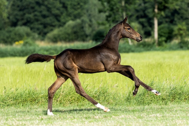 Waltz of Romance VRB