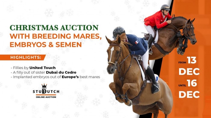 StuDutch Christmas Auction: verwelkom volgend jaar merrieveulens van United Touch of een dochter van Dubai du Cedre